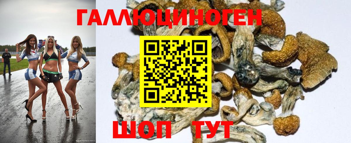 Псилоцибиновые грибы GOLDEN TEACHER  Вход с VPN  Заринск  Псилоцибиновые грибы Psilocybe 